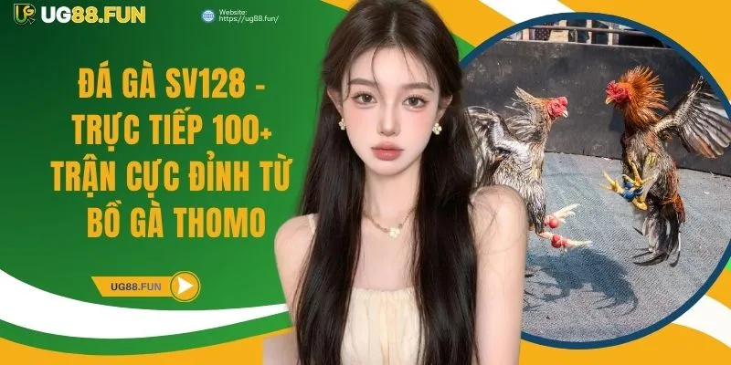 Đá gà SV128 - Trực Tiếp 100+ Trận Cực Đỉnh Từ Bồ Gà Thomo