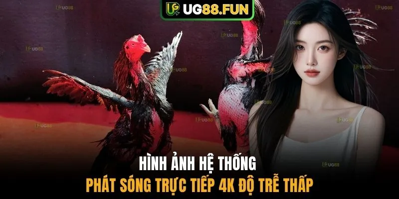Hình ảnh hệ thống phát sóng trực tiếp 4K độ trễ thấp 
